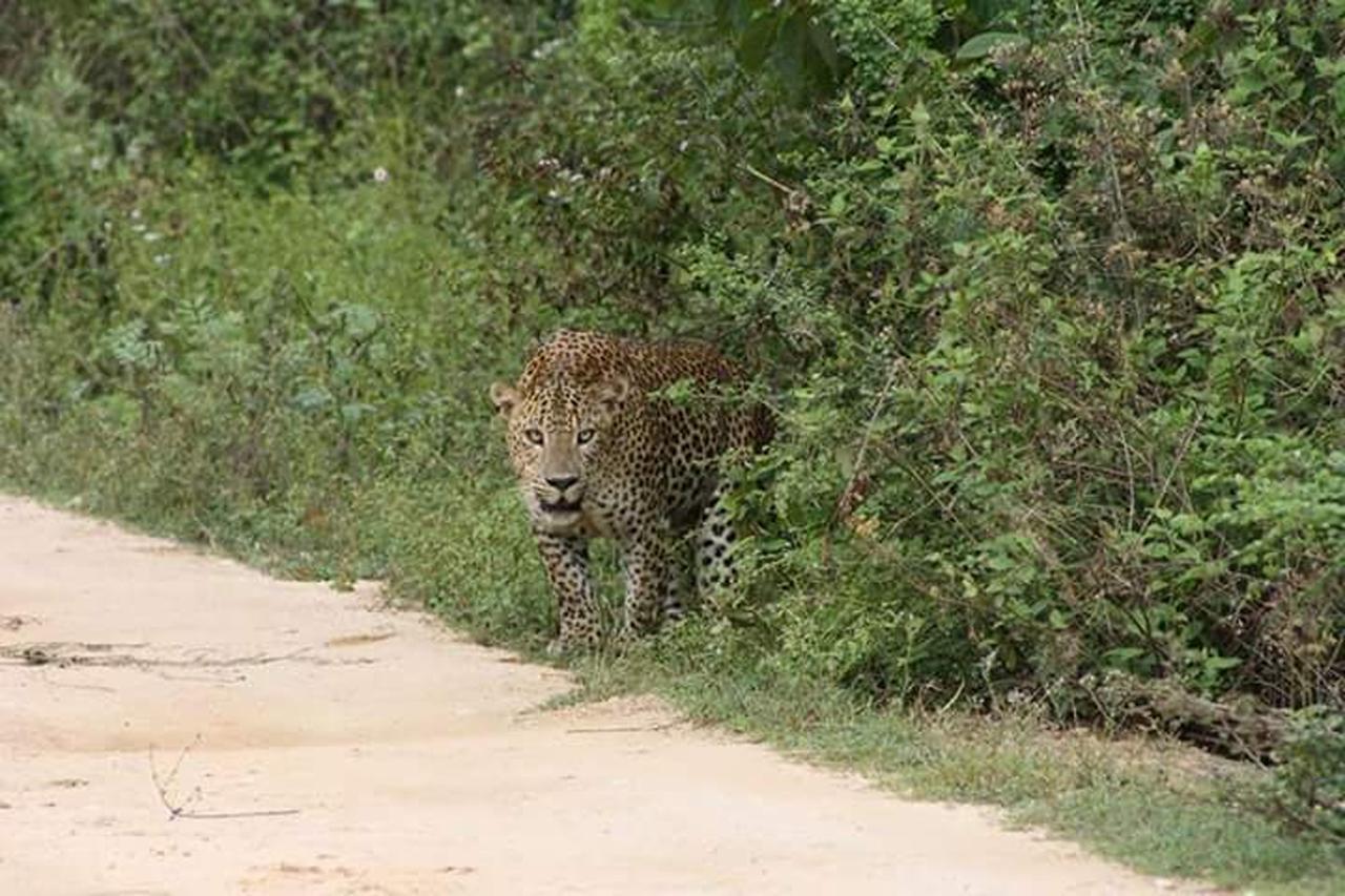 Nature Park Udawalawe Luaran gambar